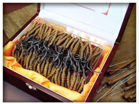 干河街道冬虫夏草回收